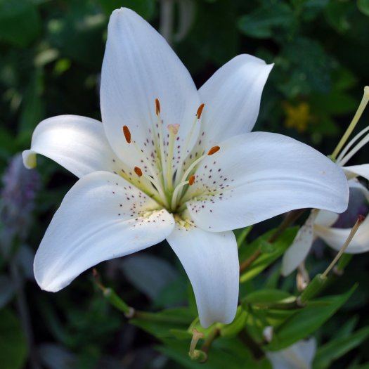 Lilium candidum